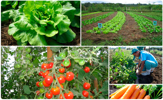 Comunicação e Rede: Fortalecendo Laços na Comunidade Rural - inspiração 1