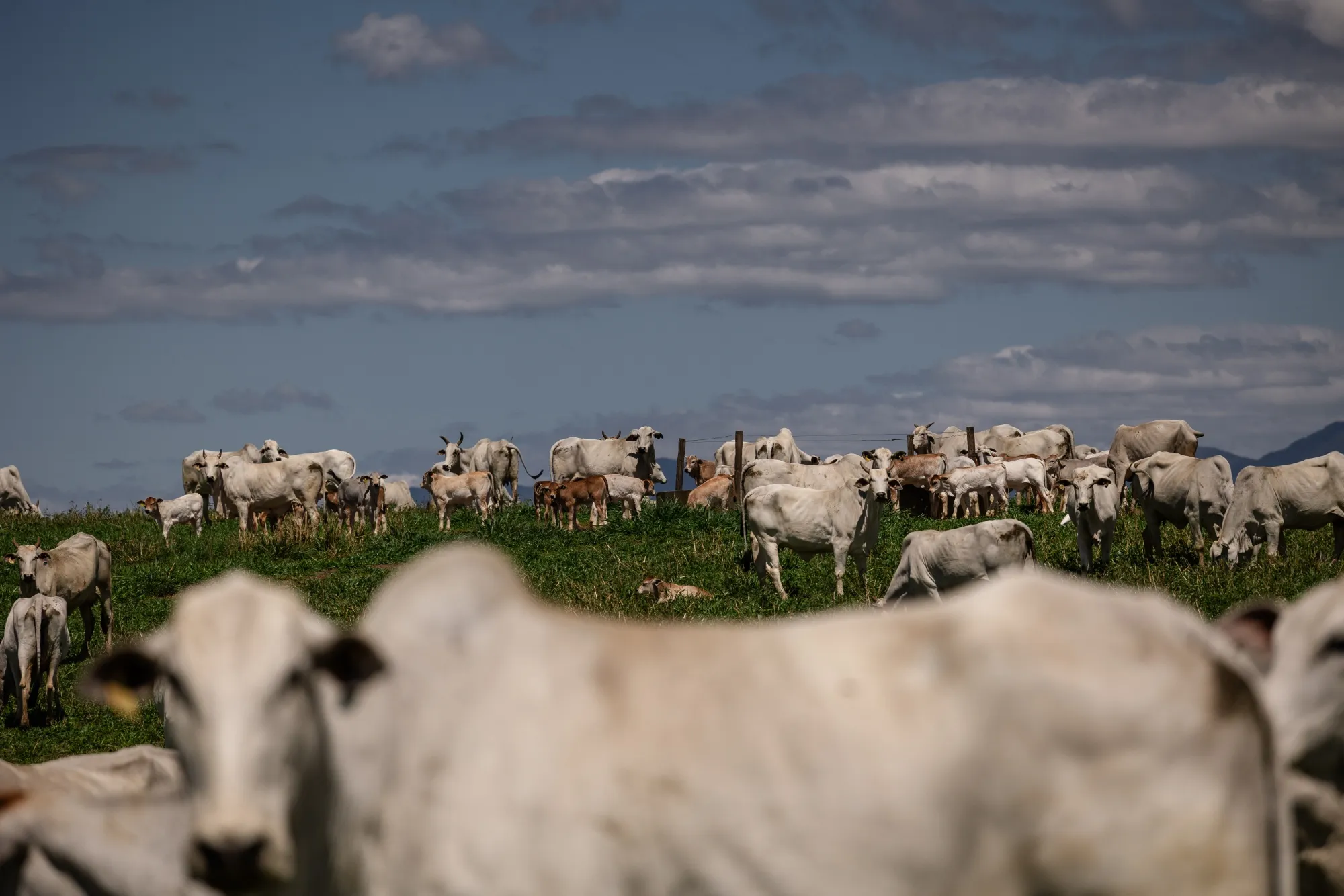 Cultivo Sustentável: Colhendo Proteína e Saúde para o Solo - inspiração 1