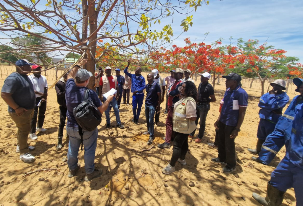 A Importância da Adubação Verde para a Proteína do Solo - inspiração 1