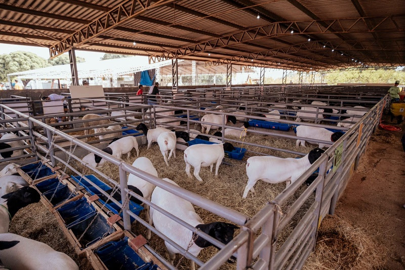 Ciclo de Nitrogênio: Como as Plantas Fixam Essa Proteína Essencial - inspiração 1