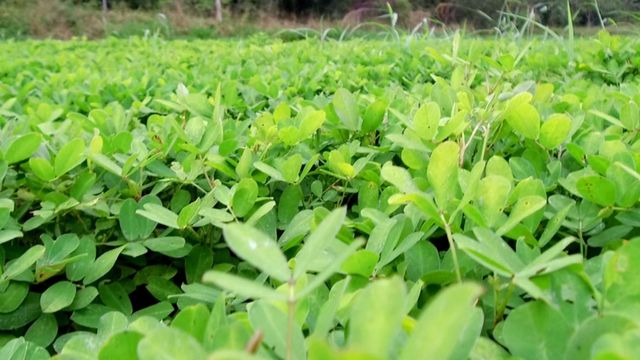 Plantas de Cobertura: Um Escudo Nutritivo para a Lavoura - inspiração 1