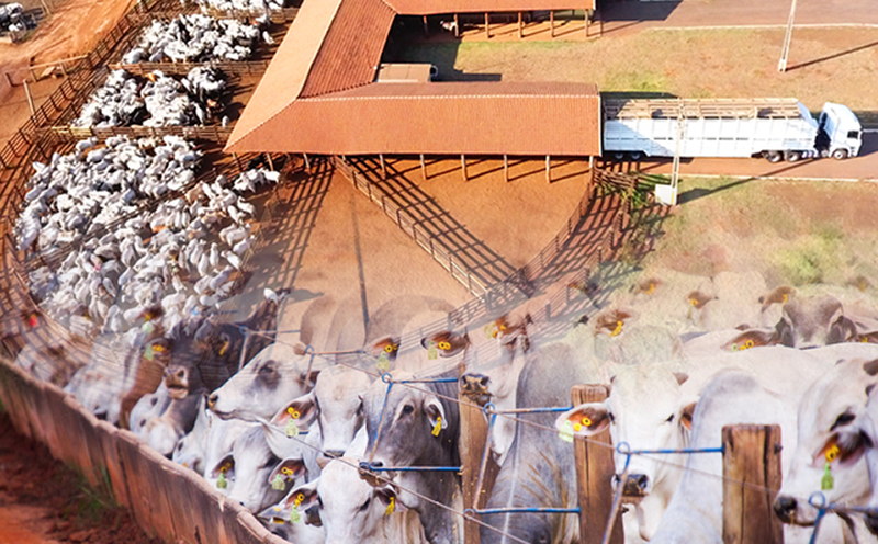 Plantas de Cobertura: Um Escudo Nutritivo para a Lavoura - inspiração 2