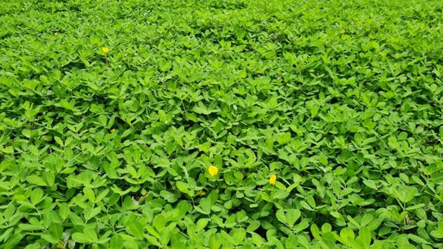 O Papel dos Microrganismos na Conversão de Nutrientes - inspiração 2