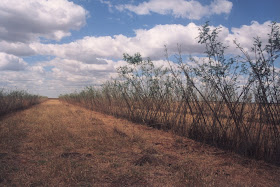 Como Analisar a Qualidade Proteica do Seu Solo - inspiração 1