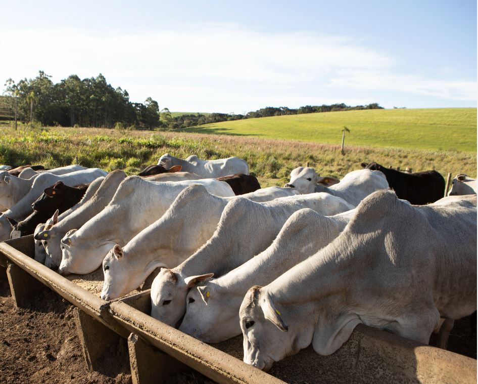 Benefícios Diretos para a Produção Animal - inspiração 2