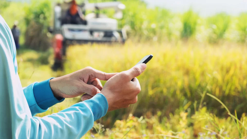 Canal Y: Dicas de Plantio para Iniciantes e Experientes - inspiração 1