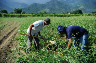 Fruticultura em Foco: Aprenda com o Canal B - inspiração 2