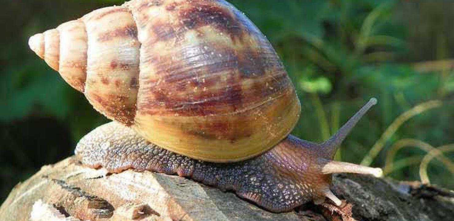 Identificando o Invasor: Características do Caramujo Gigante Africano - inspiração 2
