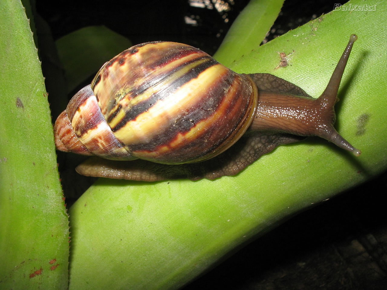 A Importância da Ação Comunitária no Combate - inspiração 1