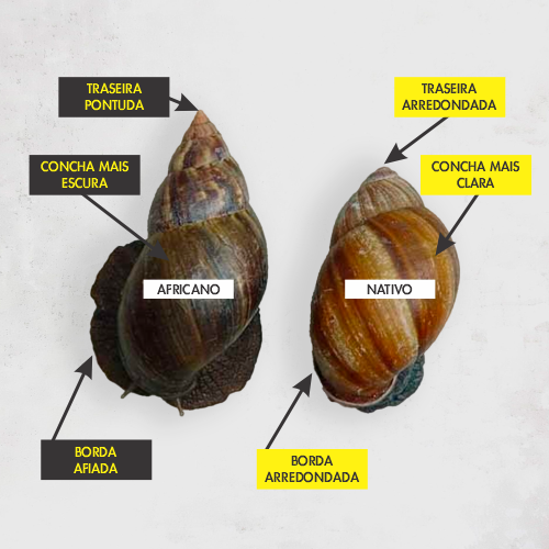 O Ciclo de Vida e Como Ele Ajuda na Proliferação - inspiração 1