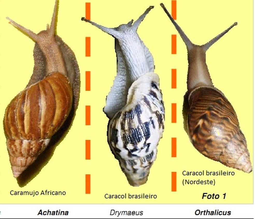 O Poder da Catação: Quando e Como Fazer - inspiração 1