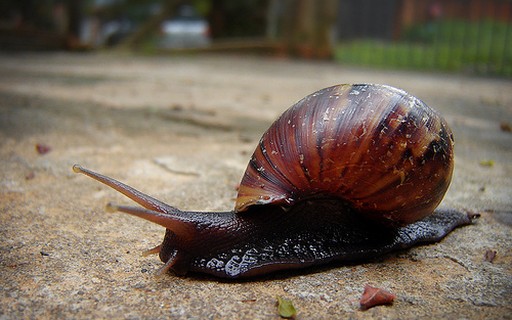 Atenção com Animais de Estimação e Crianças na Remoção - inspiração 1