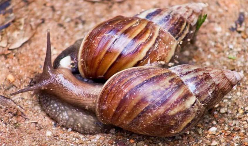 Descarte Correto: Evitando a Propagação e Doenças - inspiração 1