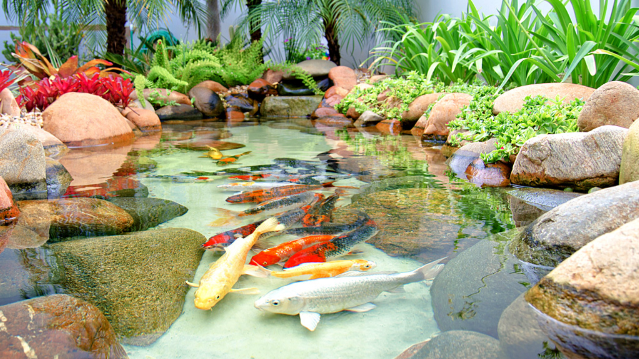 Definindo o Tamanho e a Profundidade: Pensando no Futuro do seu Lago - inspiração 1