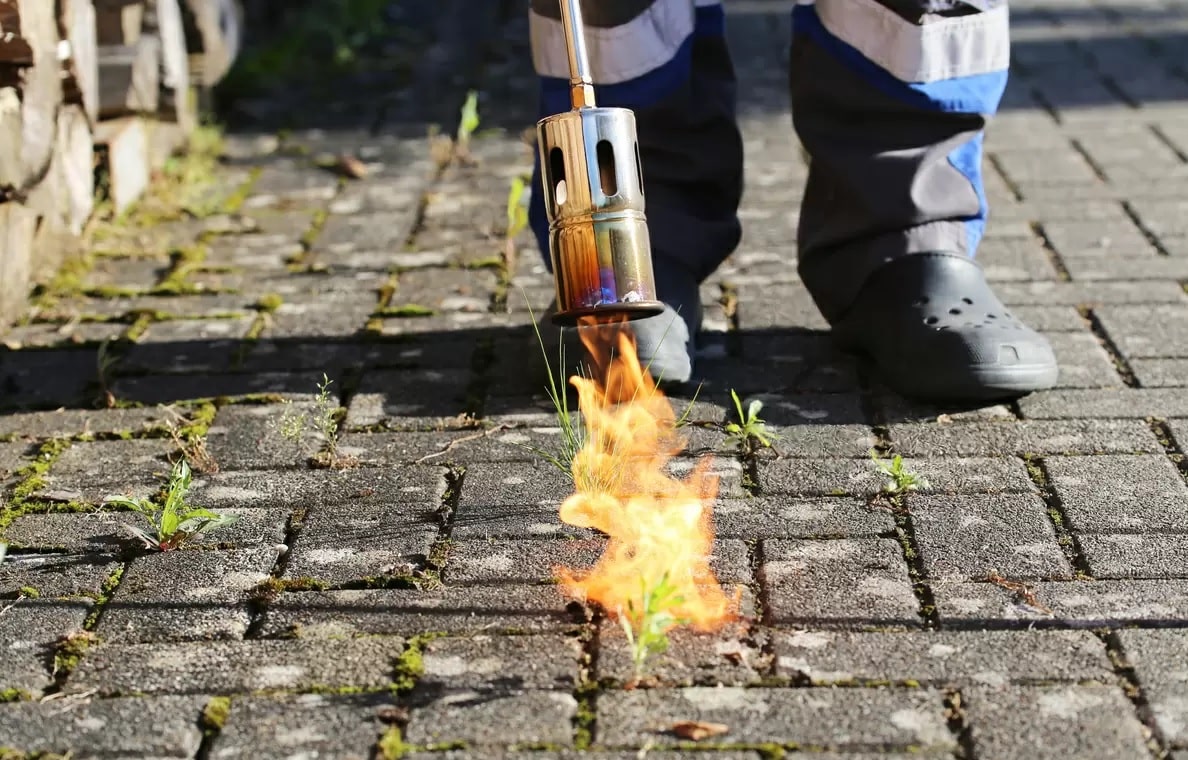 A importância de uma calçada livre de mato: mais que estética, é segurança - inspiração 1