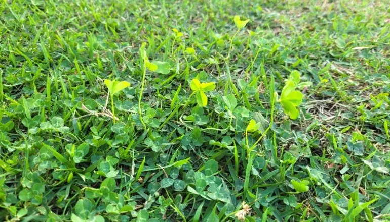 A frequência ideal: mantendo sua calçada sempre bonita - inspiração 1