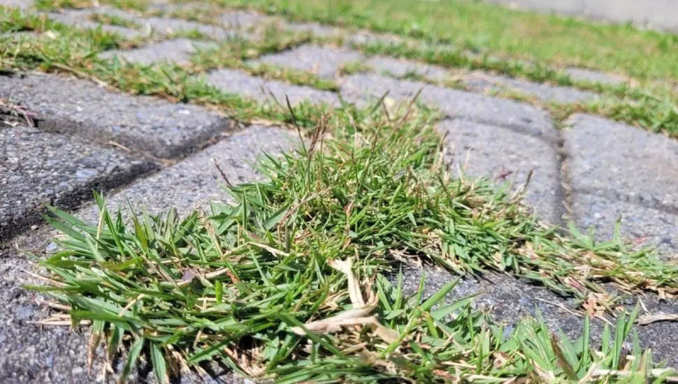 A solução caseira com vinagre: eficaz e acessível para você testar - inspiração 1