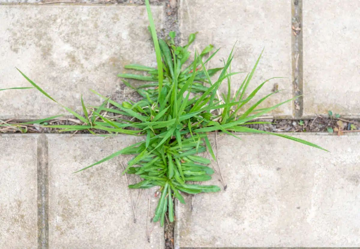 Água fervente: um truque simples e surpreendente contra as ervas daninhas - inspiração 1