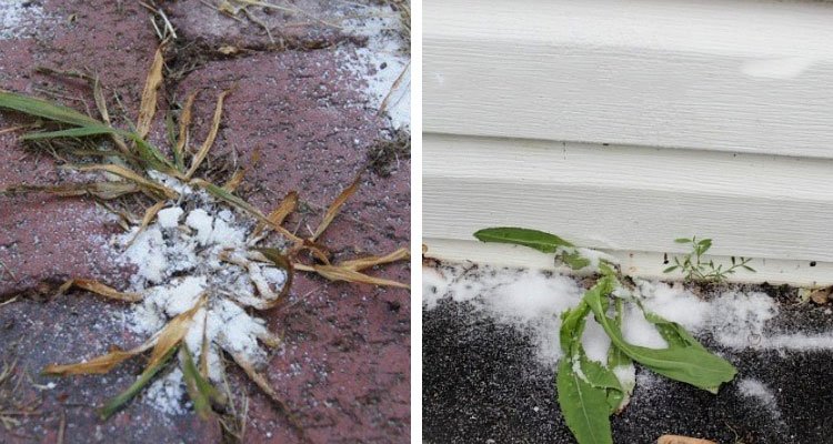 Roçadeiras e sopradores: para quem busca agilidade em áreas maiores - inspiração 1