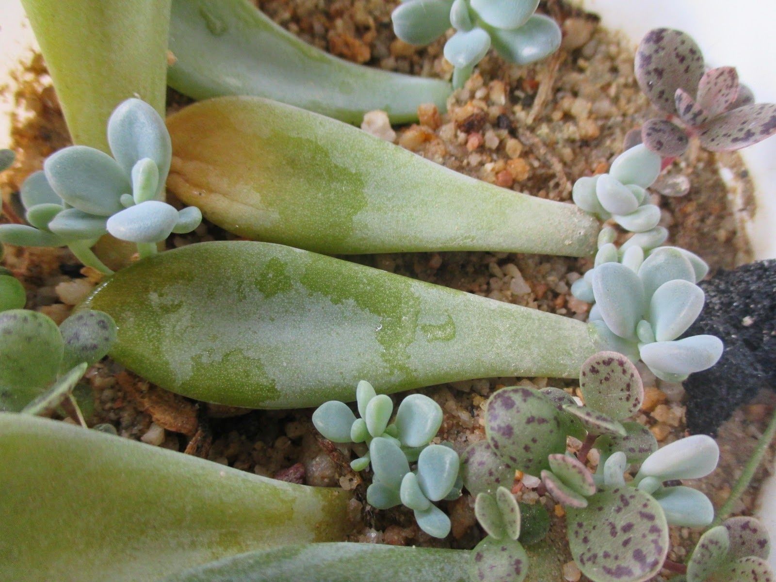 Luz e Ambiente: Onde Posicionar Suas Mudinhas para Crescerem Fortes - inspiração 1