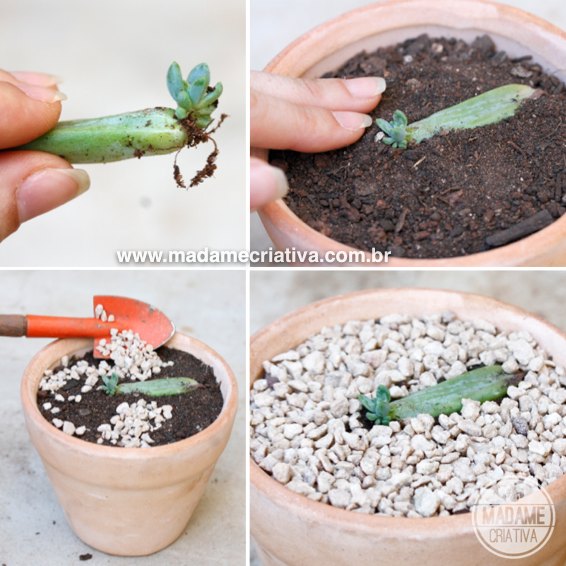 Como Fazer Mudas de Suculentas por Folhas: Dicas de Ouro - inspiração 1