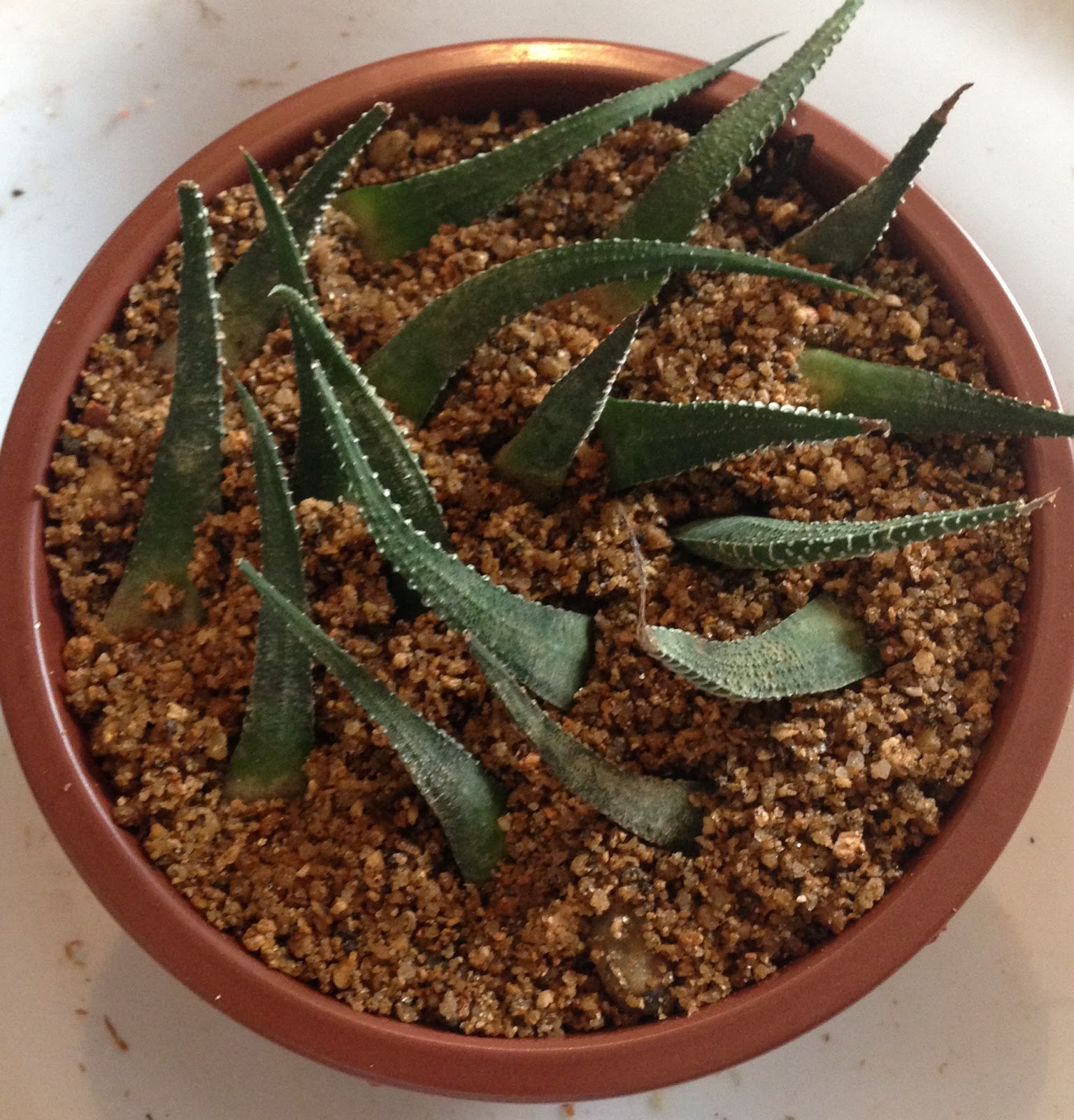 Como Fazer Mudas de Suculentas por Folhas: Dicas de Ouro - inspiração 2