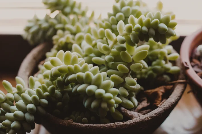 O Método do Caule: Um Guia Rápido e Eficaz - inspiração 1