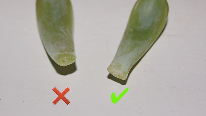 A Hora Certa de Cortar: Onde e Como Fazer os Cortes - inspiração 2