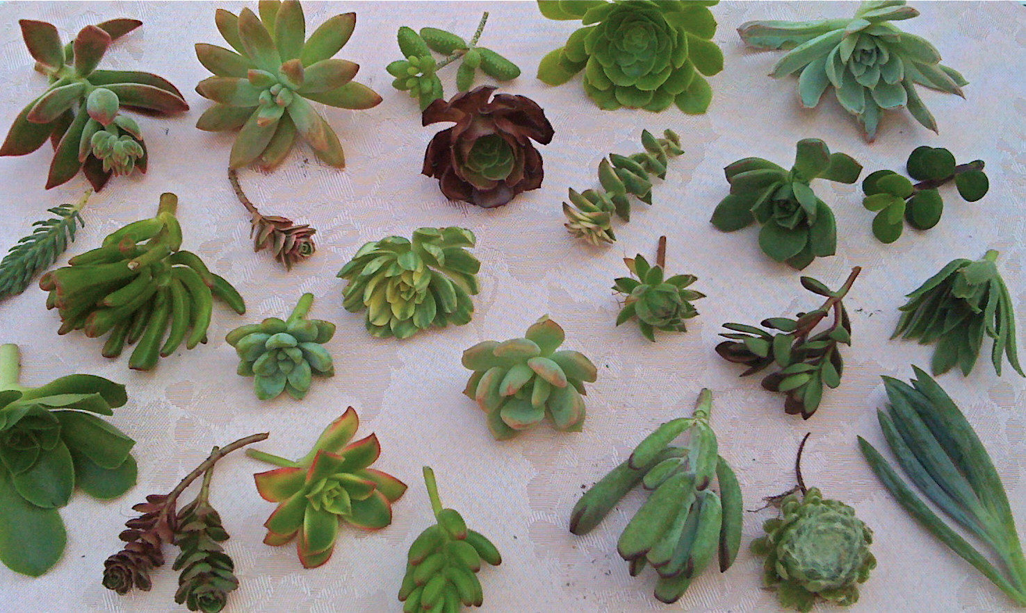 O Processo de Cicatrização: Deixando a Ferida Secar - inspiração 1