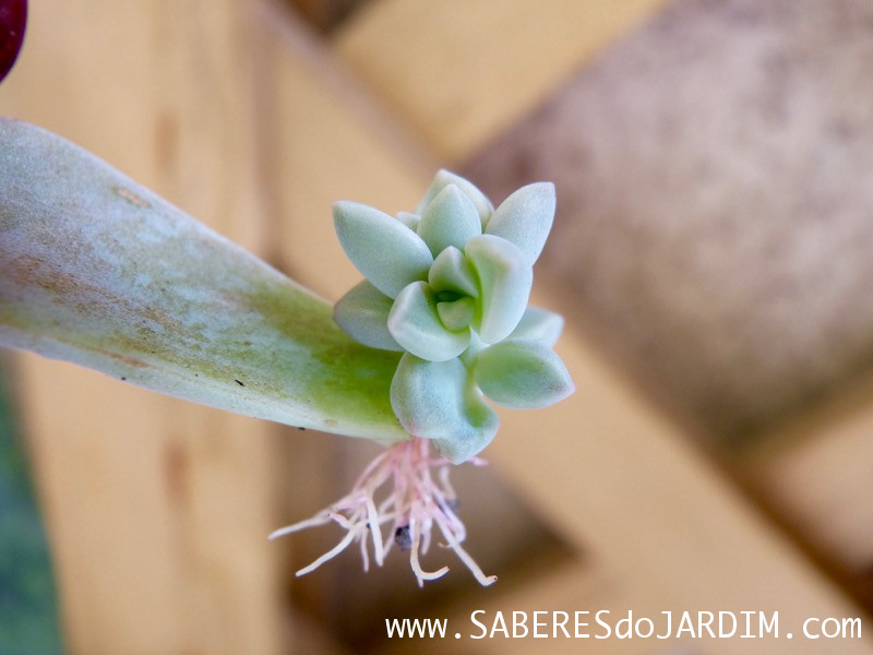 O Processo de Cicatrização: Deixando a Ferida Secar - inspiração 2