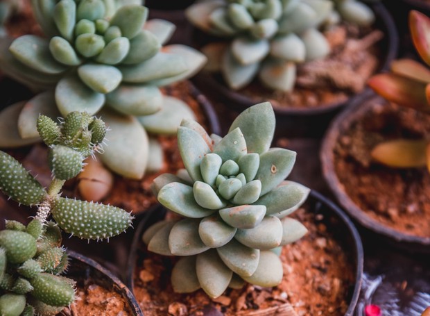 O Substrato Ideal: A Base para o Sucesso das Suas Mudas - inspiração 1