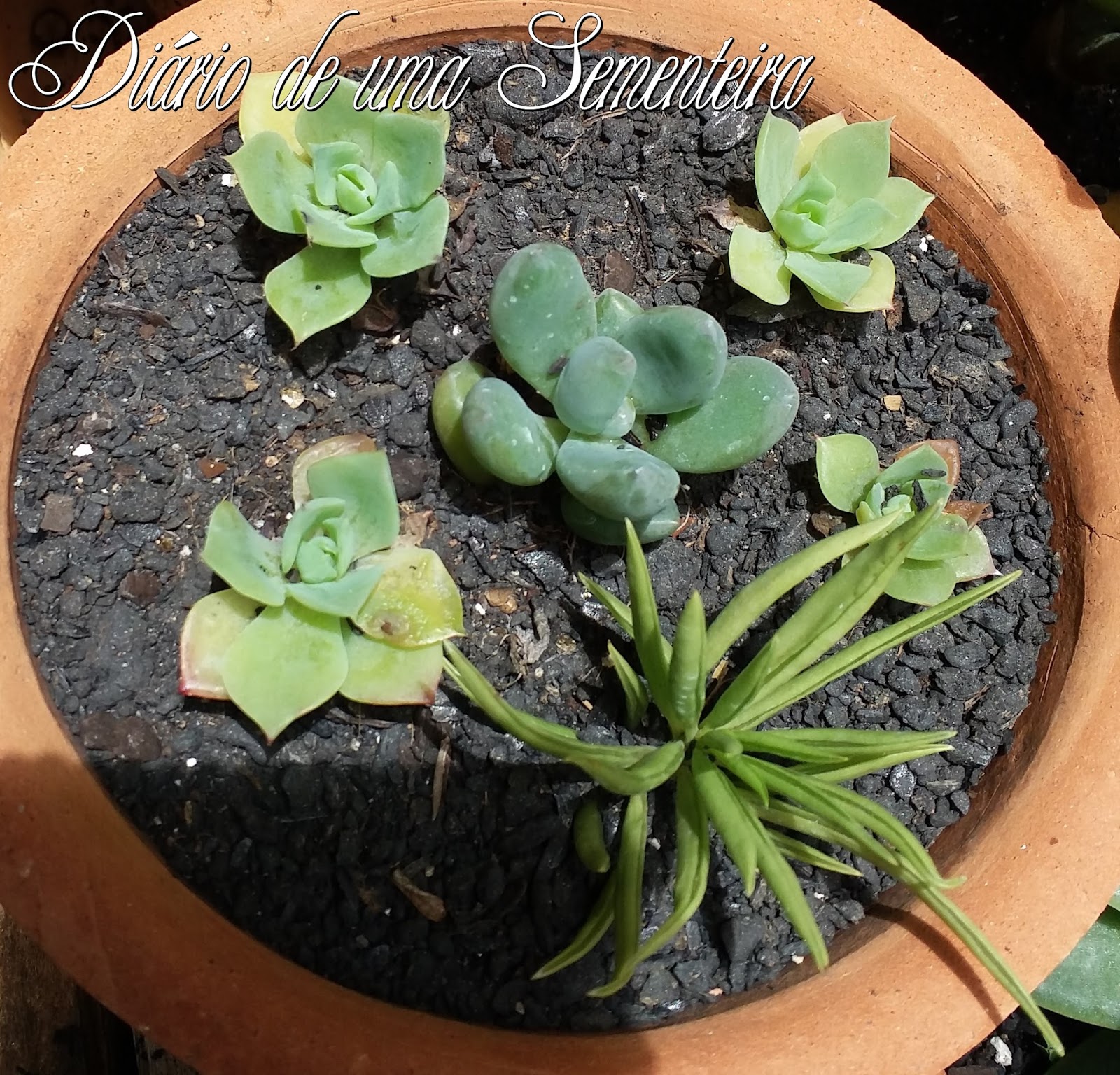 O Substrato Ideal: A Base para o Sucesso das Suas Mudas - inspiração 2