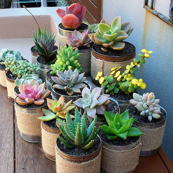 Plantando Suas Novas Suculentas: Cuidados Essenciais - inspiração 1