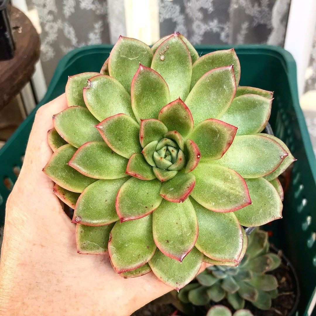 Rega: O Equilíbrio Delicado Para Mudas Saudáveis - inspiração 1