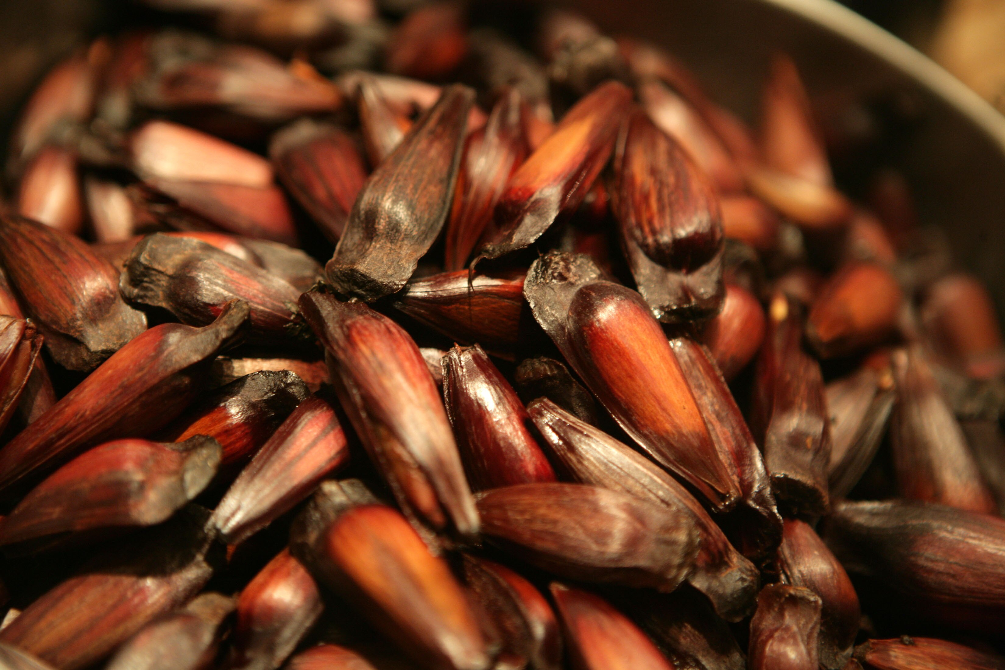 Do Campo à Mesa: Explorando as Variações de Pinhão - inspiração 1