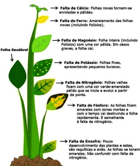 Folhas Amareladas: O Clássico Sinal de Clorose - inspiração 2