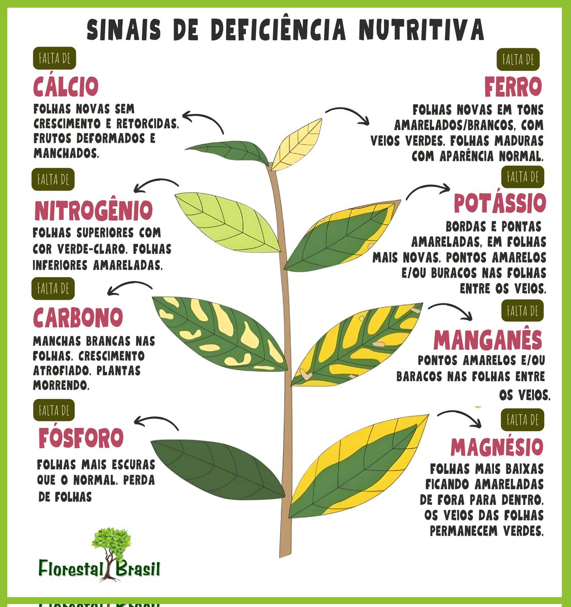 Folhas Enroladas ou Deformadas: Um S.O.S. Visual - inspiração 1