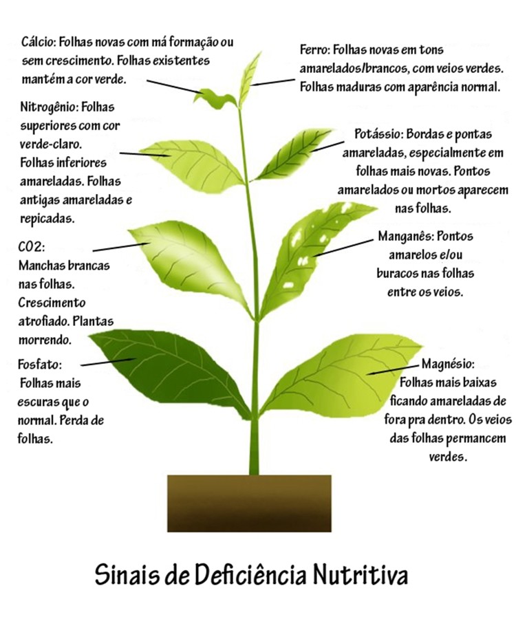 Pontas Queimadas: A Falta de Nutrientes Essenciais Chegando às Extremidades - inspiração 1