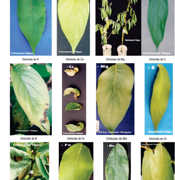 Pontas Queimadas: A Falta de Nutrientes Essenciais Chegando às Extremidades - inspiração 2