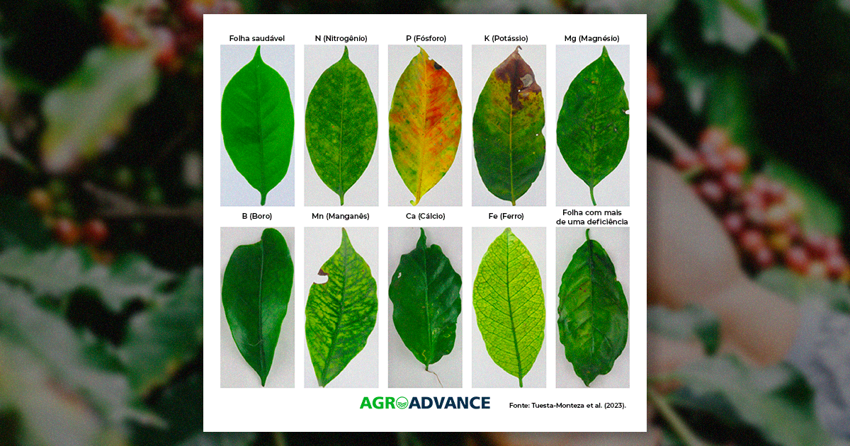 Cores Anormais: Vermelho e Roxo Indicam Problemas Subjacentes - inspiração 1
