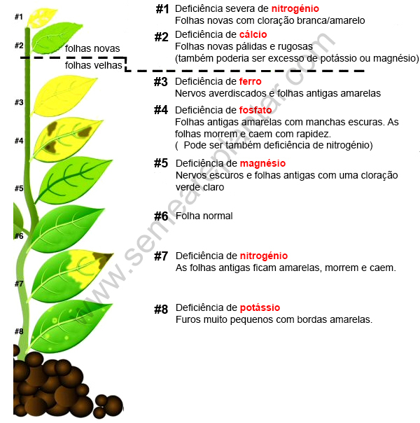 Cores Anormais: Vermelho e Roxo Indicam Problemas Subjacentes - inspiração 2
