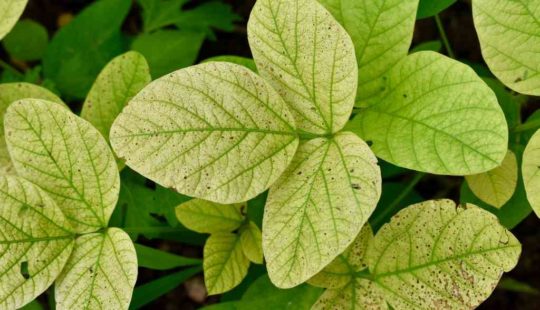 Raízes Fracas: A Base Que Sustenta a Saúde da Planta - inspiração 2