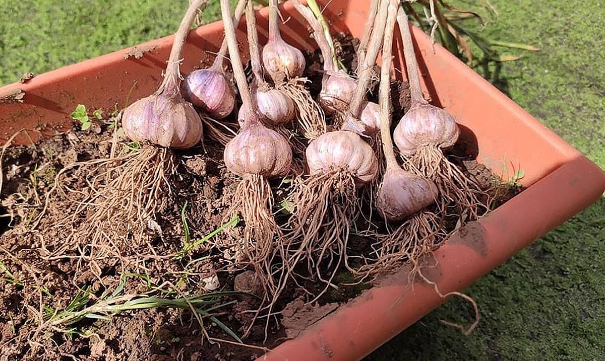 Escolhendo o Dente de Alho Ideal para o Plantio - inspiração 1