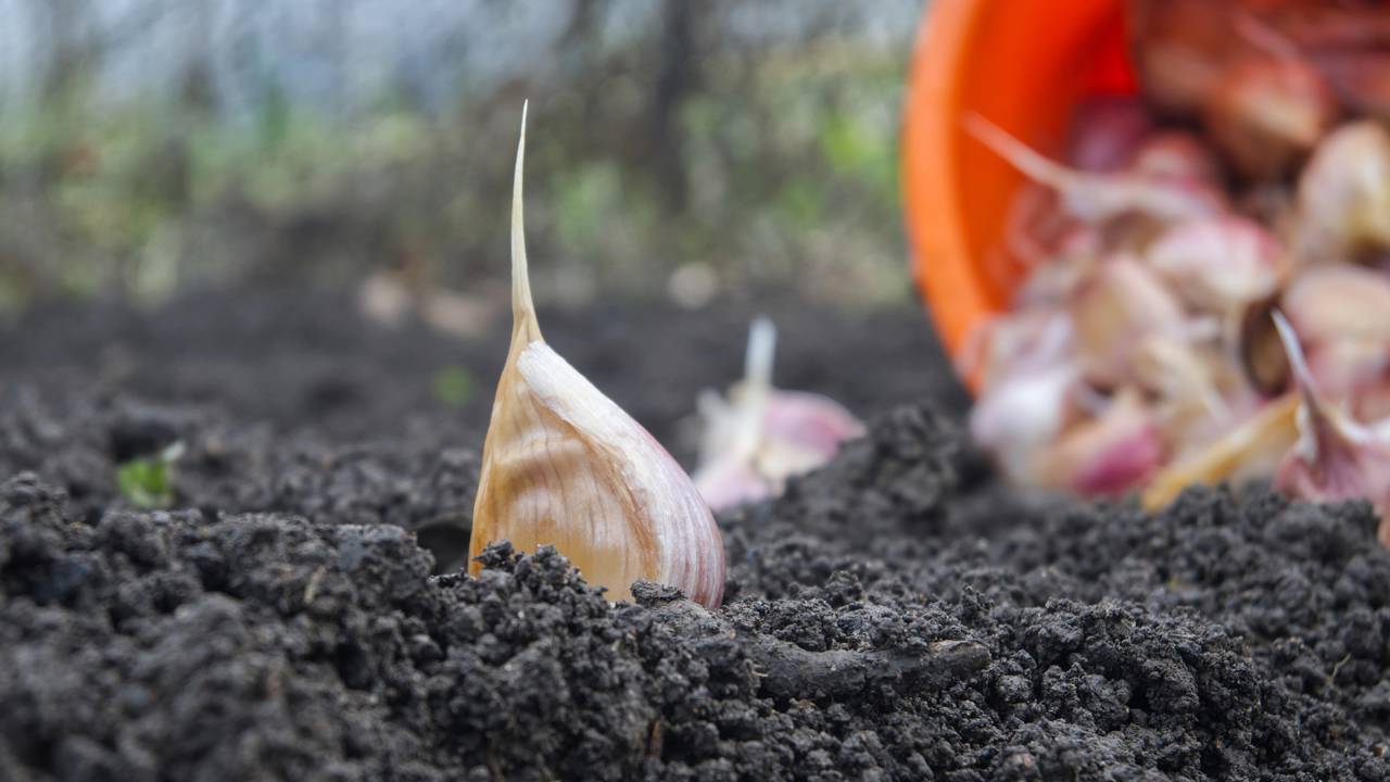 Armazenando Seu Alho Colhido: Dicas Para Durar Mais - inspiração 1
