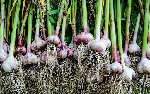 Onde Posso Plantar Alho em Casa? Variedade de Locais - inspiração 1