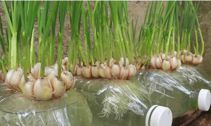 Onde Posso Plantar Alho em Casa? Variedade de Locais - inspiração 2