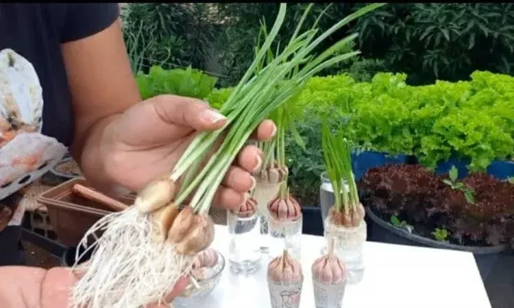 Preparando o Solo: O Segredo Para Raízes Fortes - inspiração 1