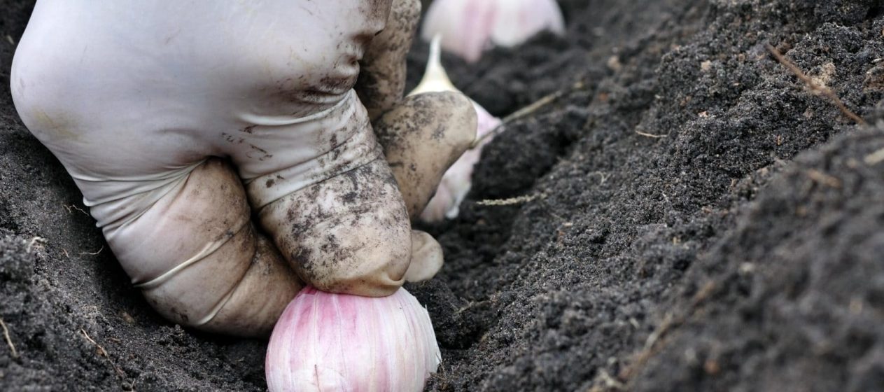 A Luz Que Seu Alho Precisa: Sol ou Sombra, Qual o Melhor? - inspiração 1