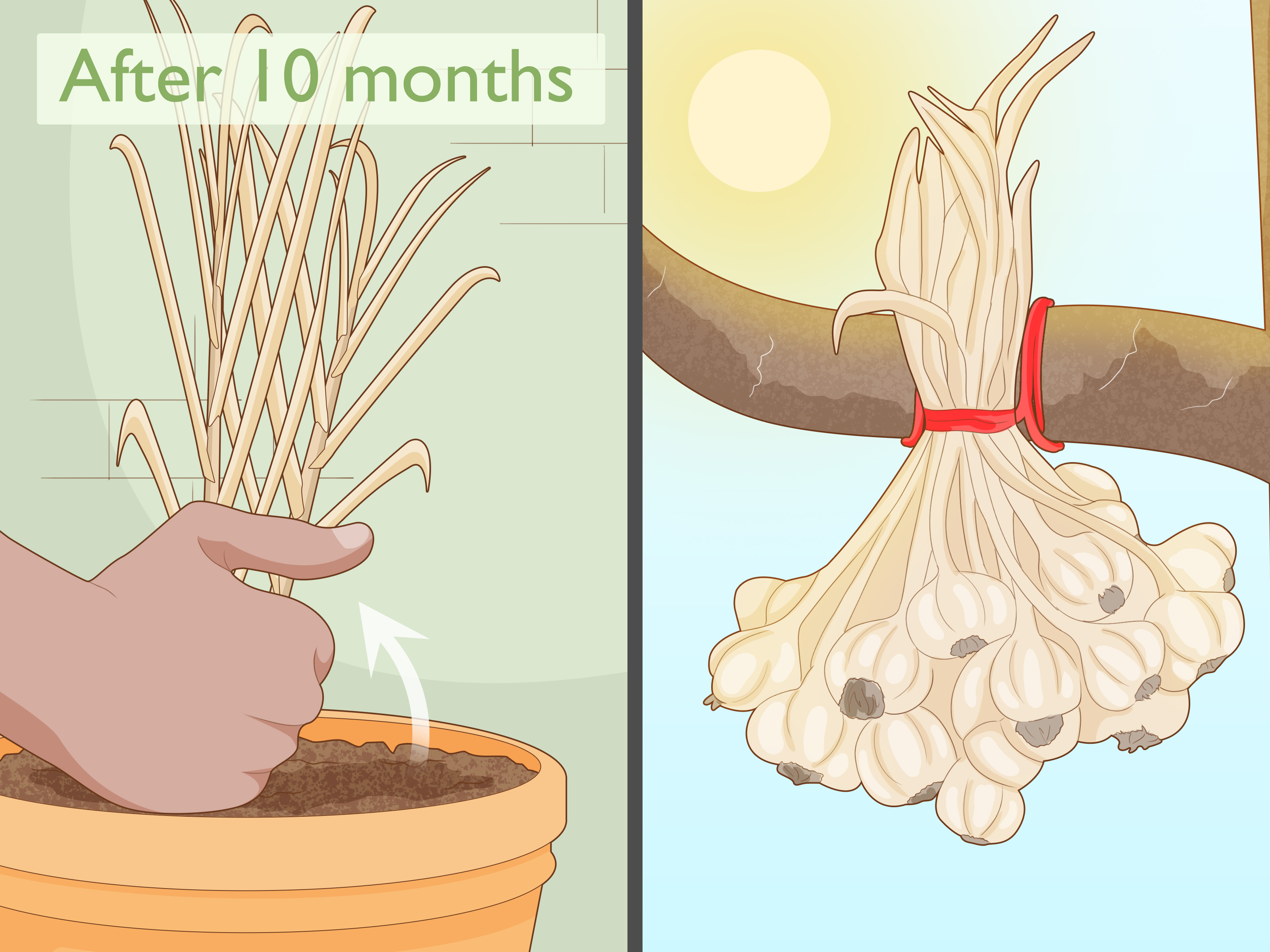 A Luz Que Seu Alho Precisa: Sol ou Sombra, Qual o Melhor? - inspiração 2