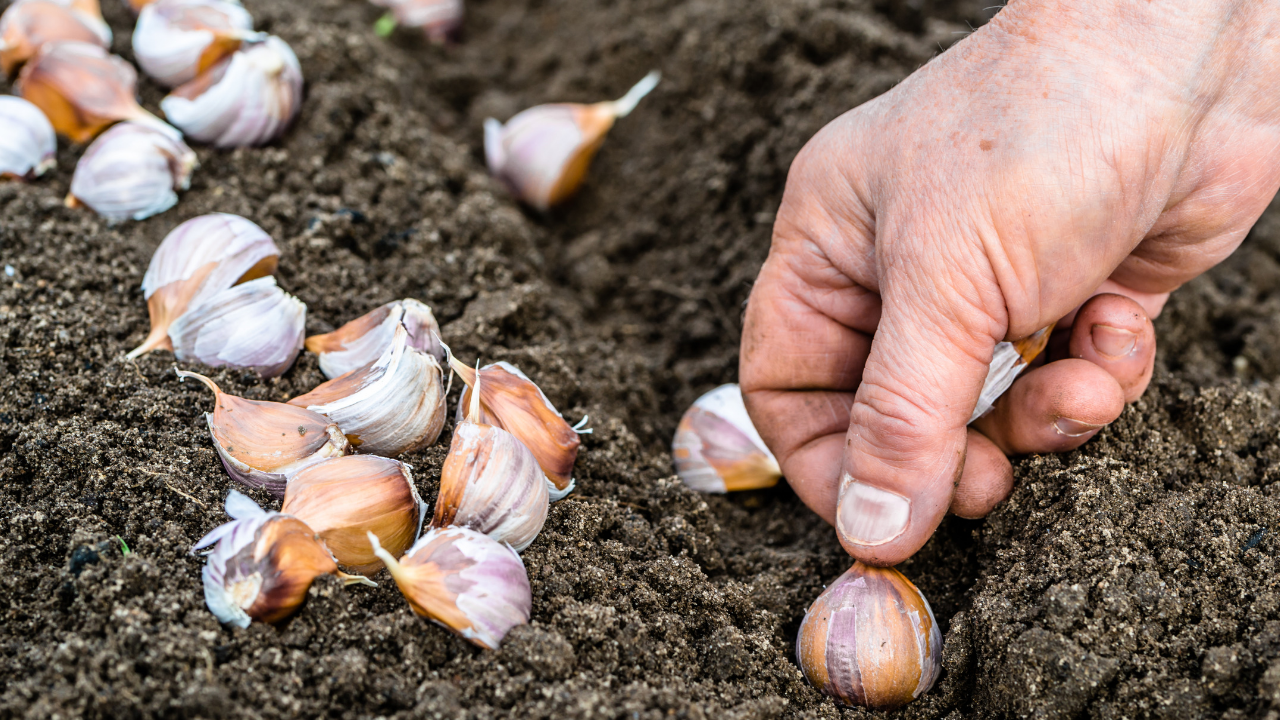 O Manejo da Planta: Cuidando do Verde Que Vai Virar Tempero - inspiração 2